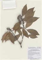 藏品(木荷)的圖片